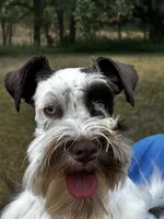 Expecting, a female Miniature Schnauzer for sale in Centerville, TX – Photo 3 of 8