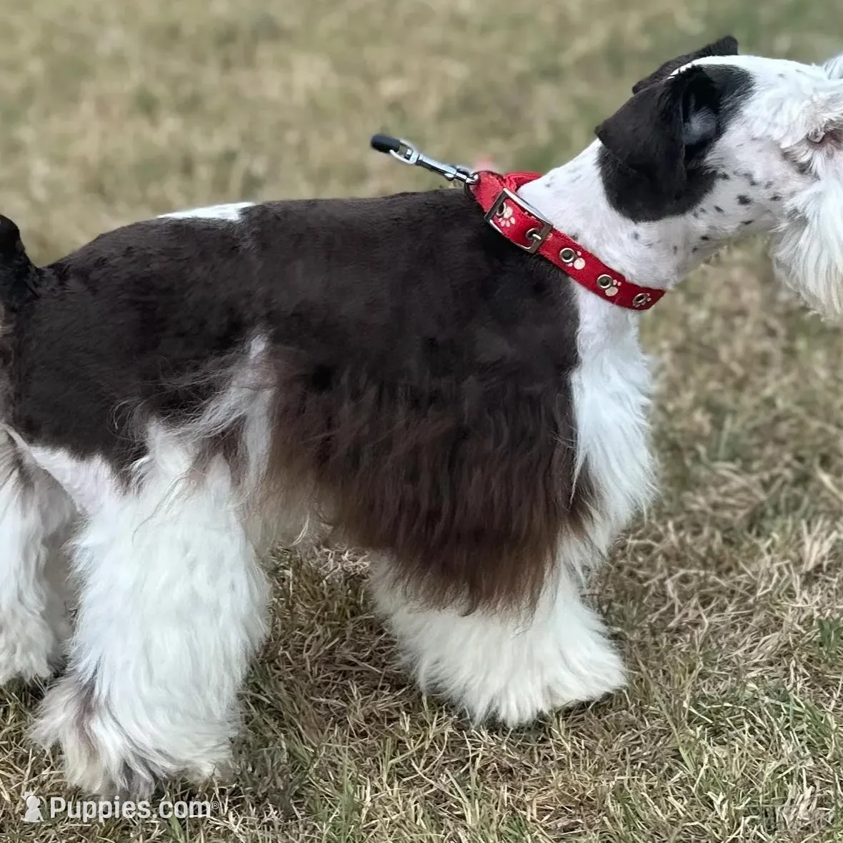 Blue eyed boy , a female Miniature Schnauzer for sale in Centerville, TX – Photo 6 of 6