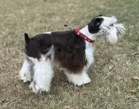Expecting, a female Miniature Schnauzer for sale in Centerville, TX – Photo 6 of 8