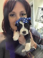 Expecting, a female Miniature Schnauzer for sale in Centerville, TX – Photo 7 of 8