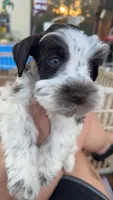 Blue eyed boy , a female Miniature Schnauzer for sale in Centerville, TX – Photo 3 of 6