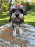 Expecting, a female Miniature Schnauzer for sale in Centerville, TX – Photo 2 of 8