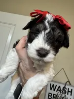 Expecting, a female Miniature Schnauzer for sale in Centerville, TX – Photo 8 of 8