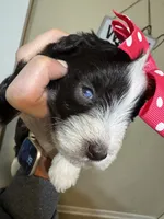 Expecting, a female Miniature Schnauzer for sale in Centerville, TX – Photo 1 of 8