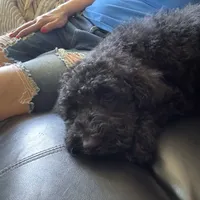 Blue tie Goldendoodle, a male Goldendoodle for sale in Centerville, TX – Photo 2 of 4