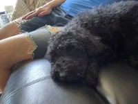 Blue tie Goldendoodle, a male Goldendoodle for sale in Centerville, TX – Photo 2 of 4