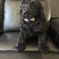 Blue tie Goldendoodle, a male Goldendoodle for sale in Centerville, TX – Photo 4 of 4