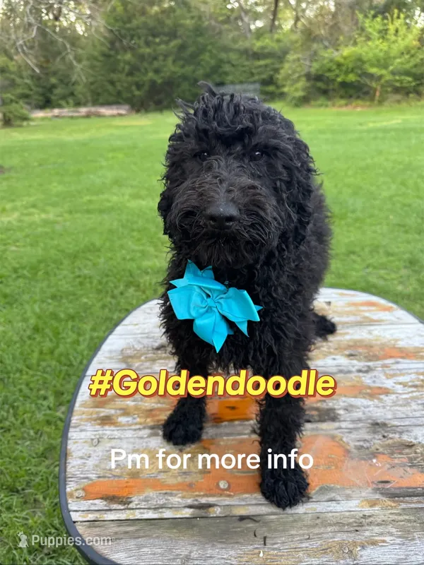 Blue tie Goldendoodle