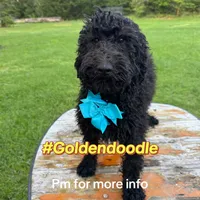 Blue tie Goldendoodle, a male Goldendoodle for sale in Centerville, TX – Photo 1 of 4