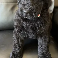 Blue tie Goldendoodle, a male Goldendoodle for sale in Centerville, TX – Photo 3 of 4