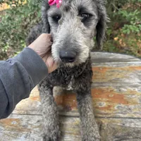 Bernedoodle sweetie, a female Bernedoodle for sale in Centerville, TX – Photo 3 of 3