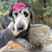 Bernedoodle sweetie, a female Bernedoodle for sale in Centerville, TX – Photo 2 of 3