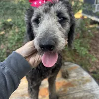 Bernedoodle sweetie, a female Bernedoodle for sale in Centerville, TX – Photo 1 of 3