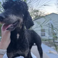 Pink bow phantom girl, a female Poodle - Multi-Colored Standard for sale in Centerville, TX – Photo 4 of 5