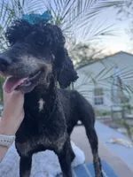 Pink bow phantom girl, a female Poodle - Multi-Colored Standard for sale in Centerville, TX – Photo 4 of 5