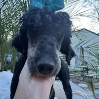 Pink bow phantom girl, a female Poodle - Multi-Colored Standard for sale in Centerville, TX – Photo 5 of 5