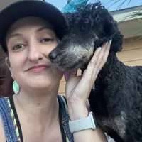 Pink bow phantom girl, a female Poodle - Multi-Colored Standard for sale in Centerville, TX – Photo 1 of 5