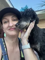 Pink bow phantom girl, a female Poodle - Multi-Colored Standard for sale in Centerville, TX – Photo 1 of 5