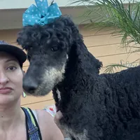 Pink bow phantom girl, a female Poodle - Multi-Colored Standard for sale in Centerville, TX – Photo 2 of 5