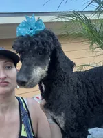 Pink bow phantom girl, a female Poodle - Multi-Colored Standard for sale in Centerville, TX – Photo 2 of 5