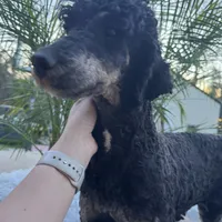 Pink bow phantom girl, a female Poodle - Multi-Colored Standard for sale in Centerville, TX – Photo 3 of 5