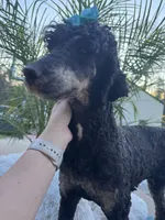 Pink bow phantom girl, a female Poodle - Multi-Colored Standard for sale in Centerville, TX – Photo 3 of 5