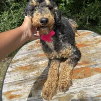 Moyen poodle, a male Poodle - Multi-Colored Standard for sale in Centerville, TX – Photo 5 of 6