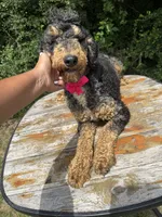 Moyen poodle, a male Poodle - Multi-Colored Standard for sale in Centerville, TX – Photo 5 of 6