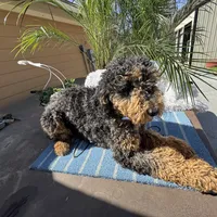 Moyen poodle, a male Poodle - Multi-Colored Standard for sale in Centerville, TX – Photo 3 of 6