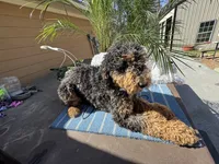 Moyen poodle, a male Poodle - Multi-Colored Standard for sale in Centerville, TX – Photo 3 of 6