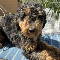 Moyen poodle, a male Poodle - Multi-Colored Standard for sale in Centerville, TX – Photo 4 of 6