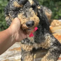 Moyen poodle, a male Poodle - Multi-Colored Standard for sale in Centerville, TX – Photo 2 of 6