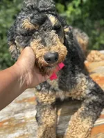 Moyen poodle, a male Poodle - Multi-Colored Standard for sale in Centerville, TX – Photo 2 of 6