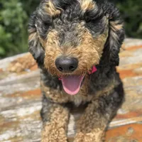 Moyen poodle, a male Poodle - Multi-Colored Standard for sale in Centerville, TX – Photo 1 of 6