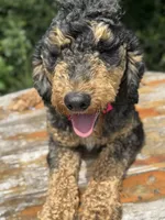 Moyen poodle, a male Poodle - Multi-Colored Standard for sale in Centerville, TX – Photo 1 of 6