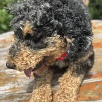 Moyen poodle, a male Poodle - Multi-Colored Standard for sale in Centerville, TX – Photo 6 of 6