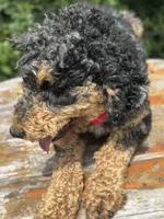Moyen poodle, a male Poodle - Multi-Colored Standard for sale in Centerville, TX – Photo 6 of 6