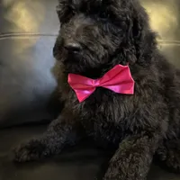 Midnight goldendoodle, a male Goldendoodle for sale in Centerville, TX – Photo 4 of 6