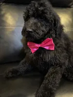 Midnight goldendoodle, a male Goldendoodle for sale in Centerville, TX – Photo 4 of 6