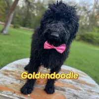 Midnight goldendoodle, a male Goldendoodle for sale in Centerville, TX – Photo 2 of 6