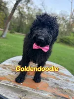 Midnight goldendoodle, a male Goldendoodle for sale in Centerville, TX – Photo 2 of 6