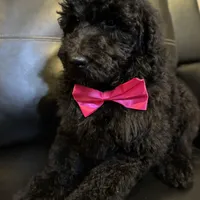 Midnight goldendoodle, a male Goldendoodle for sale in Centerville, TX – Photo 6 of 6