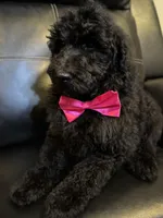 Midnight goldendoodle, a male Goldendoodle for sale in Centerville, TX – Photo 6 of 6