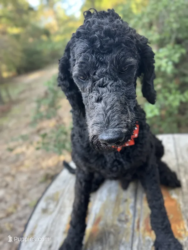 Midnight goldendoodle