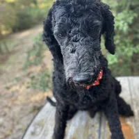 Midnight goldendoodle, a male Goldendoodle for sale in Centerville, TX – Photo 1 of 6