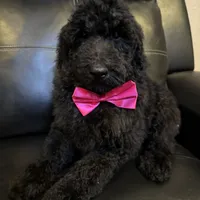 Midnight goldendoodle, a male Goldendoodle for sale in Centerville, TX – Photo 5 of 6