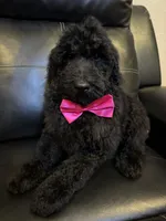 Midnight goldendoodle, a male Goldendoodle for sale in Centerville, TX – Photo 5 of 6