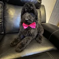 Midnight goldendoodle, a male Goldendoodle for sale in Centerville, TX – Photo 3 of 6