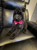 Midnight goldendoodle, a male Goldendoodle for sale in Centerville, TX – Photo 3 of 6