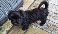 Midnight, a female Shorkie for sale in Glen Allen, VA – 2 of 6